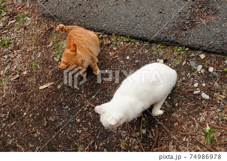 まだ親しくはないけど一緒にご飯を食べる仲にはなれた野良猫の子猫達の写真素材