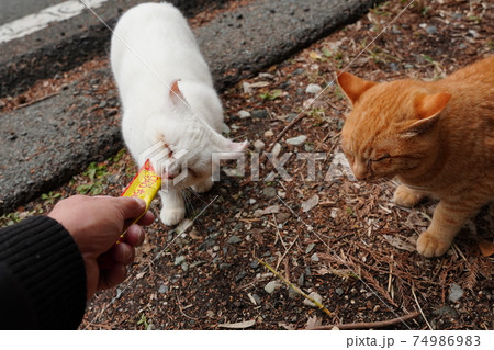 まだ親しくはないけど一緒にご飯を食べる仲にはなれた野良猫の子猫達の写真素材