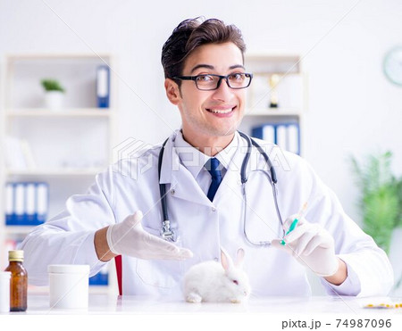 Vet doctor examining rabbit in pet hospital 74987096
