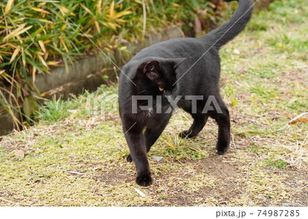 生まれて半年の甘えるのが上手い野良猫の黒猫オス 生まれて半年の甘えるのが上手い野良猫の黒猫オス 74987285