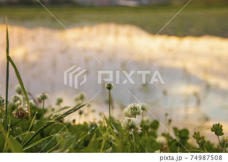 初夏の農村の景色水田に映り込む朝焼け 初夏の農村の景色水田に映り込む朝焼け 74987508