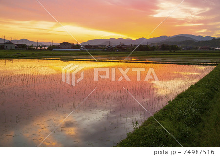 初夏の農村の景色水田に映り込む朝焼け 初夏の農村の景色水田に映り込む朝焼け 74987516