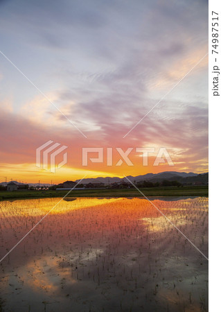初夏の農村の景色水田に映り込む朝焼け 初夏の農村の景色水田に映り込む朝焼け 74987517