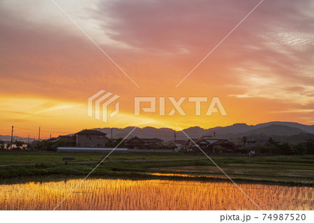初夏の農村の景色水田に映り込む朝焼け 初夏の農村の景色水田に映り込む朝焼け 74987520