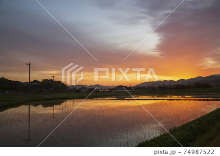 初夏の農村の景色水田に映り込む朝焼け 初夏の農村の景色水田に映り込む朝焼け 74987522
