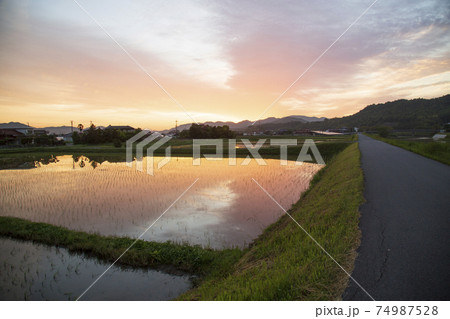 初夏の農村の景色水田に映り込む朝焼け 初夏の農村の景色水田に映り込む朝焼け 74987528