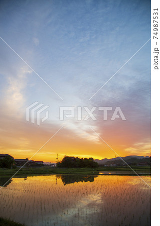 初夏の農村の景色水田に映り込む朝焼け 初夏の農村の景色水田に映り込む朝焼け 74987531