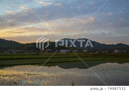 初夏の農村の景色水田に映り込む朝焼け 初夏の農村の景色水田に映り込む朝焼け 74987532