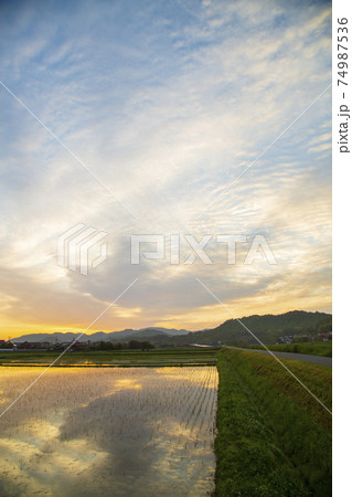 初夏の農村の景色水田に映り込む朝焼け 74987536