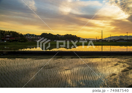 初夏の農村の景色水田に映り込む朝焼け 初夏の農村の景色水田に映り込む朝焼け 74987540