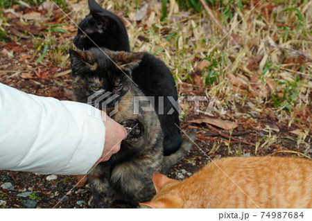 親離れした野良猫の子猫兄弟は今日も元気に朝ごはんをもらう 親離れした野良猫の子猫兄弟は今日も元気に朝ごはんをもらう 74987684