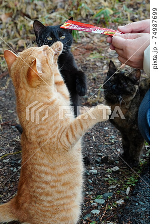 親離れした野良猫の子猫兄弟は今日も元気に朝ごはんをもらう 親離れした野良猫の子猫兄弟は今日も元気に朝ごはんをもらう 74987699
