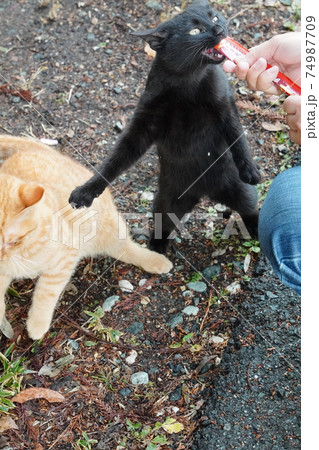 親離れした野良猫の子猫兄弟は今日も元気に朝ごはんをもらう 親離れした野良猫の子猫兄弟は今日も元気に朝ごはんをもらう 74987709
