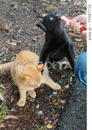 親離れした野良猫の子猫兄弟は今日も元気に朝ごはんをもらう 親離れした野良猫の子猫兄弟は今日も元気に朝ごはんをもらう 74987710