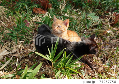 親離れした野良猫の子猫兄弟は今日も元気に朝ごはんをもらう 74987758