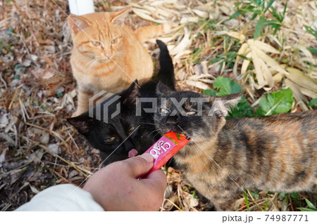 親離れした野良猫の子猫兄弟は今日も元気に朝ごはんをもらう 親離れした野良猫の子猫兄弟は今日も元気に朝ごはんをもらう 74987771