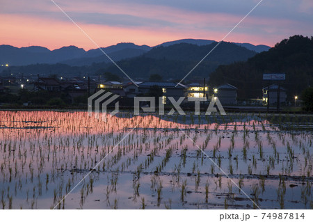 初夏の農村の景色　水田に映り込む朝焼け 74987814