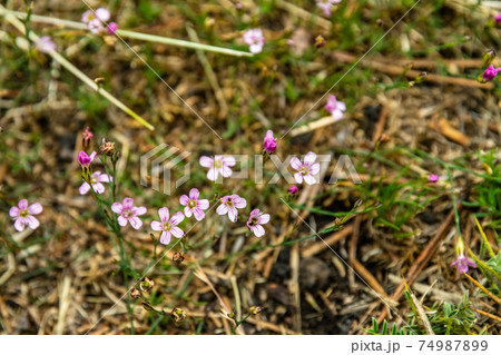 Colourful wild summer flowers growing on Etna Volcano lava, Sicily 74987899