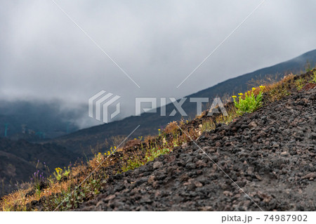 Mount Etna volcanic landscape and its typical vegetation, Sicily 74987902