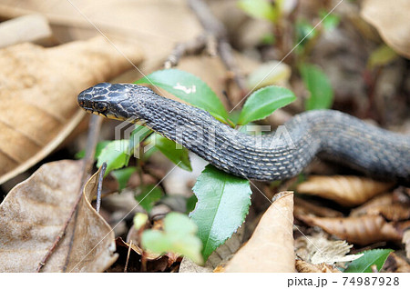 ヤマカガシ　黒化型 74987928
