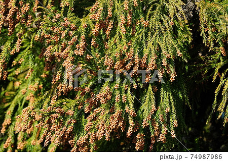 大きく実った杉の実が花粉症の源の花粉を蓄えるの写真素材