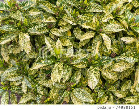 Variegated spotted laurel or aucuba japonica bush hedge closeup 74988151