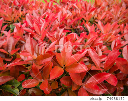 Red photinia fraseri bush hedge closeup 74988152