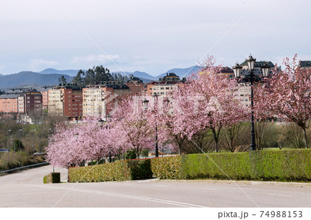 Pink flowering plum trees and green bush hedges. 74988153