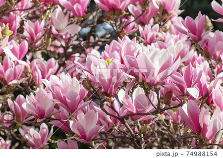 Pink magnolia liliiflora abundante spring flowering 74988154