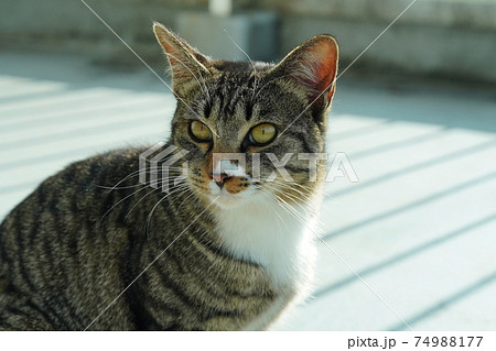 ハンサムな若い野良猫のキジトラ白のオスが無防備に大あくび ハンサムな若い野良猫のキジトラ白のオスが無防備に大あくび 74988177