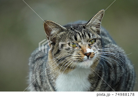 ハンサムな若い野良猫のキジトラ白のオスが無防備に大あくび ハンサムな若い野良猫のキジトラ白のオスが無防備に大あくび 74988178
