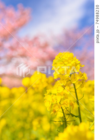 快晴の空と河津桜並木と菜の花 74988230