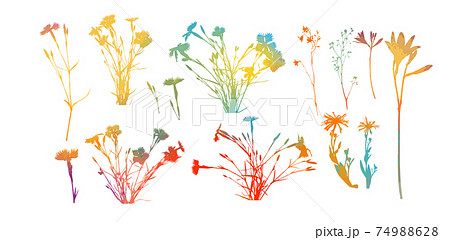 multicolored Alpine willowherb flowers isolated on white. mountain carnation multicolored objects. Vector illustration 74988628