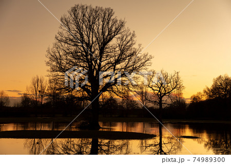 Sunset or Sunrise Behind Trees In a Flooded Field Sunset or Sunrise Behind Trees In a Flooded Field 74989300