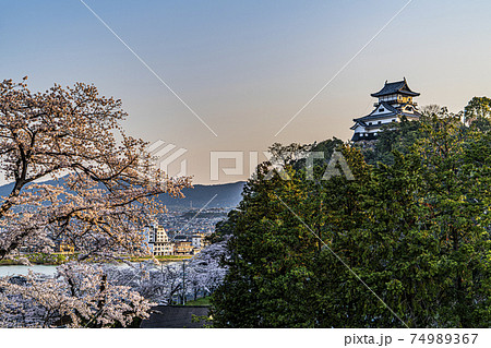 桜と国宝犬山城 74989367