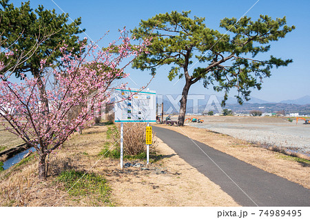 春の酒匂川サイクリングロードの写真素材