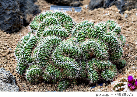 日本の温室で生育している白竜丸綴化 日本の温室で生育している白竜丸綴化 74989675