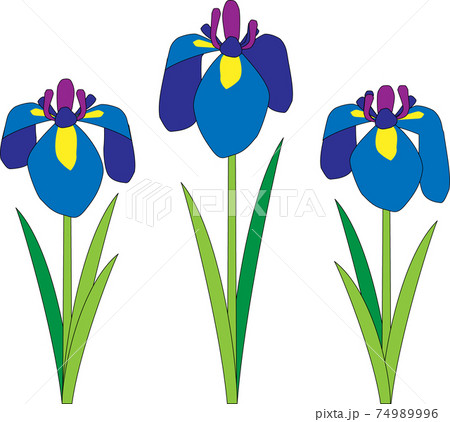 菖蒲の花のイラスト素材