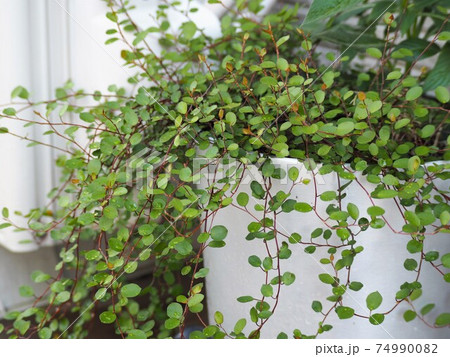 青々と茂った鉢植えのワイヤープランツ 青々と茂った鉢植えのワイヤープランツ 74990082
