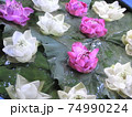 タイで撮影したハスの花 74990224