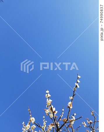 桜と青空 桜と青空 74990837