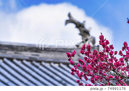 白石城 大手二ノ御門と梅の花 宮城県白石市 白石城 大手二ノ御門と梅の花 宮城県白石市 74991176