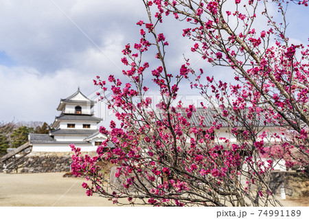 白石城と梅の花 宮城県白石市 白石城と梅の花 宮城県白石市 74991189