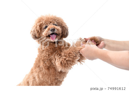 飼い主と仲良く手をつなぐトイプードル 74991612