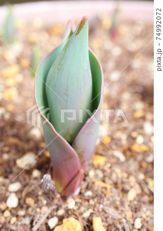 チューリップの発芽 チューリップの発芽 74992072