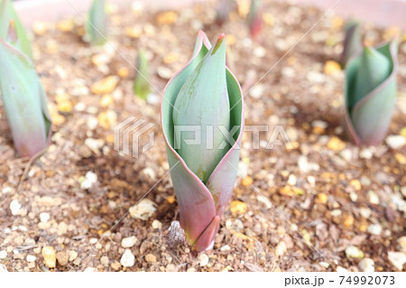 チューリップの発芽の写真素材