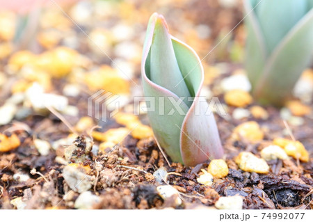 チューリップの発芽の写真素材