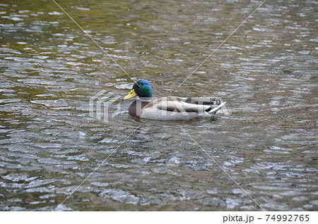 カモ（湧玉池 富士山本宮･浅間大社／静岡県富士宮市宮町1-1） 74992765