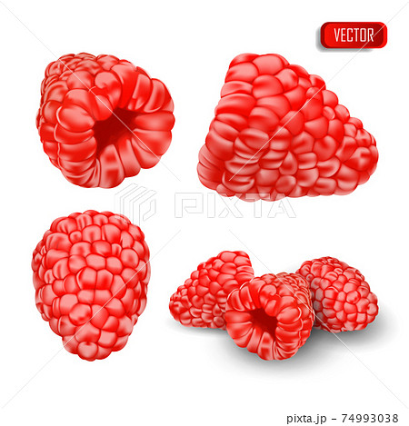 Set of realistic raspberries. Vector berry illustration isolated on white background 74993038