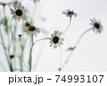 白くてかわいいお花 74993107